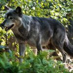 Un lupo grigio ha visitato la contea di Los Angeles.jpg